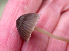 Mycena atroalboides, The sulcate-striate cap is held to show the small size and dark color.